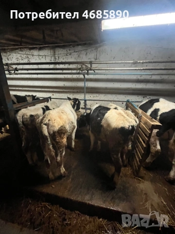 Телета , снимка 4 - Крави - 53726527