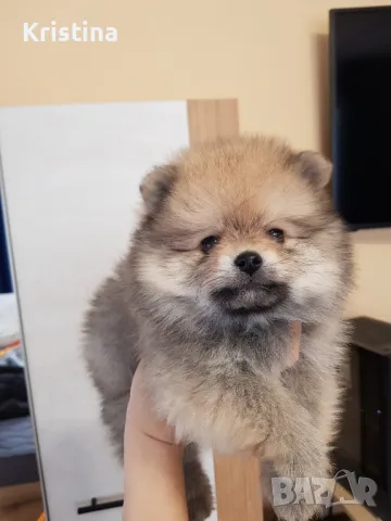 Померан померанчета померани, снимка 4 - Померан - 49137655