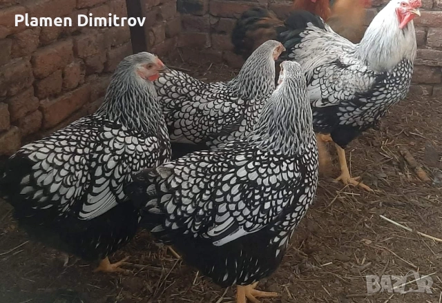 Виандот Сребърен оплодени яйца , снимка 4 - други­ - 53828757