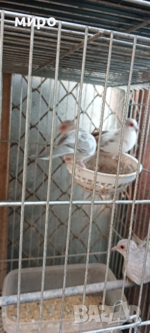 Шарени Диамантени гугутки!, снимка 6 - други­ - 51645799