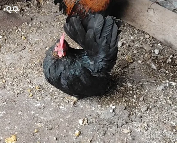 Продавам чифт Шабо