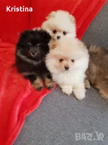 Померан померани свободни!, снимка 3 - Померан - 49137747