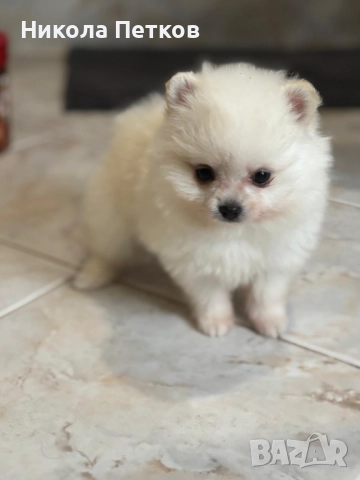 Померан , снимка 2 - Померан - 52670880