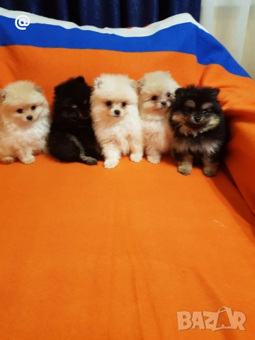 Померан померанчета снимки от днес 03.01.2026г