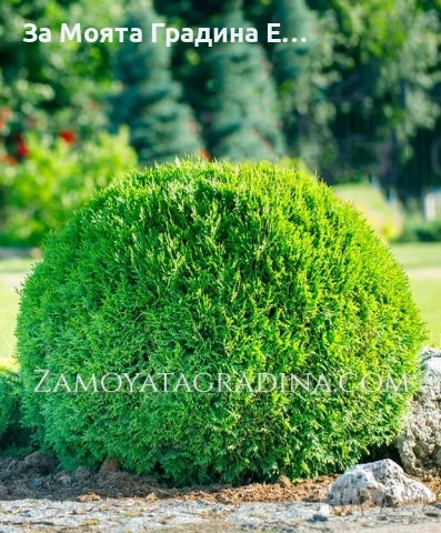 Туя Голд Даника , снимка 9 - Градински цветя и растения - 53634387