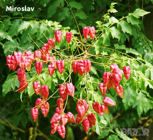 Китайски Мехурник, снимка 6 - Градински цветя и растения - 49674155