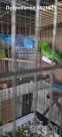 Врабчови папагали, снимка 4 - Папагали - 52241037