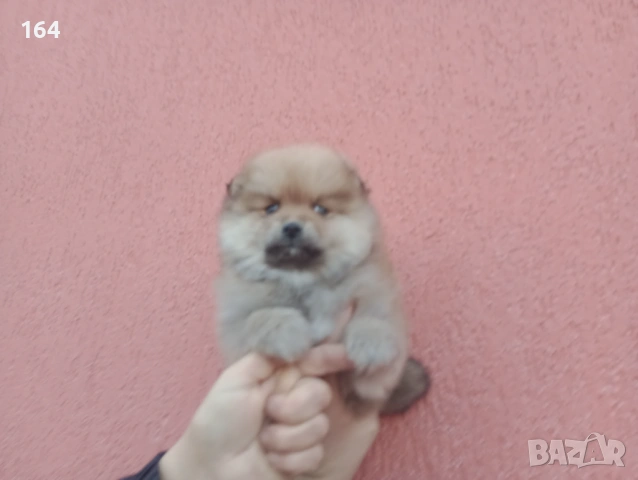 Мъжки Померан. Реални снимки от 20.01.26 г. , снимка 5 - Померан - 53111472