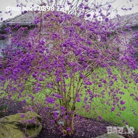 Каликарпа - Налични 2 вида Бяла - Callicarpa dichotoma Albibacea Лилава -Callicarpa dichotoma 'Issai, снимка 5 - Градински цветя и растения - 42145718