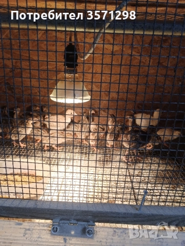 Токачки, снимка 1