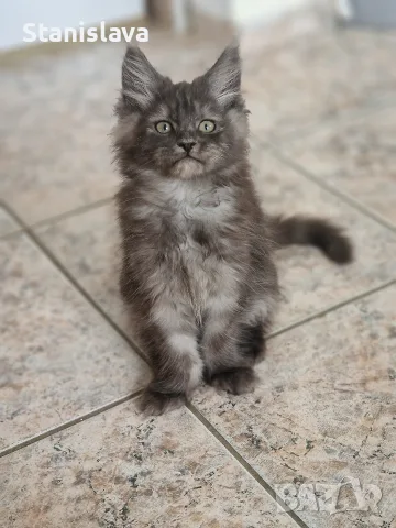 котенца Мейн Куун, снимка 16 - Мейн кун - 55670869