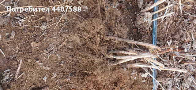 Разсад ягоди целогодишни , снимка 16 - Разсади - 49716826