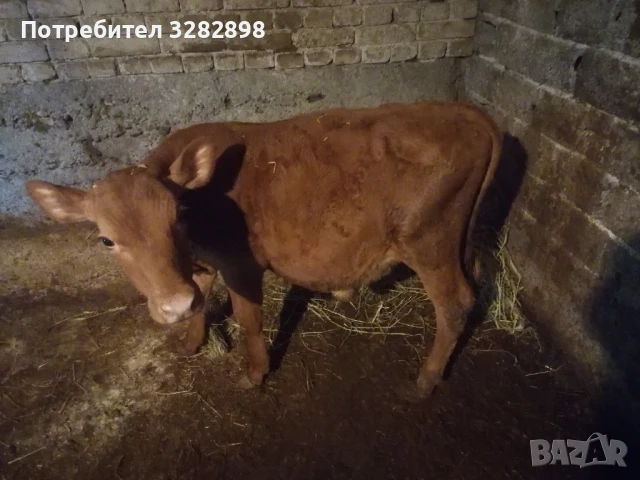 свободни телета и едно биволче , снимка 3 - Други - 51358292