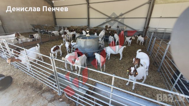 Прегради за овце и кози, снимка 3 - За селскостопански - 34655271