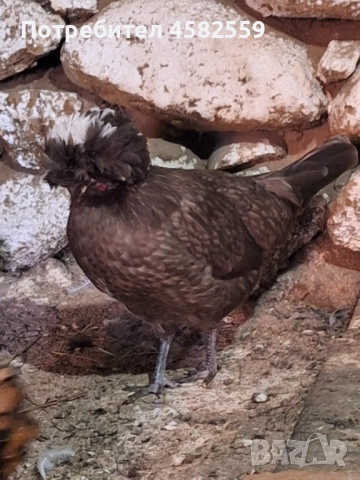 Падуанки , снимка 6 - други­ - 52336449