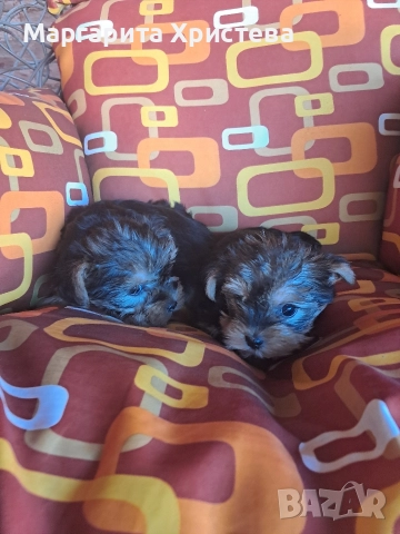 Йоркширски териер , снимка 8 - Йоркширски териер - 52850982