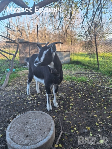 Продавам женско яре , порода бритиш алпин