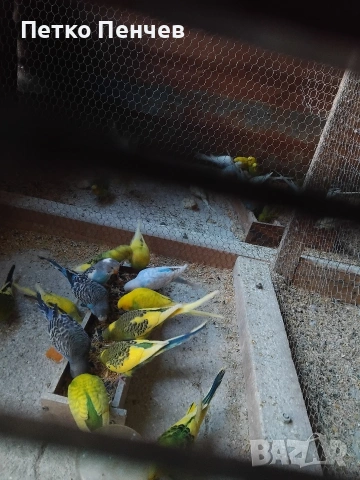 вълнисти папагали, снимка 2 - Папагали - 53622627