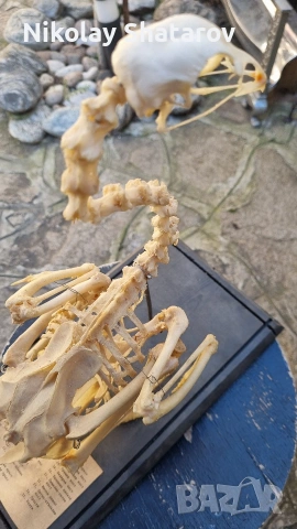 Стар анатомичен модел , снимка 5 - Антикварни и старинни предмети - 53830106