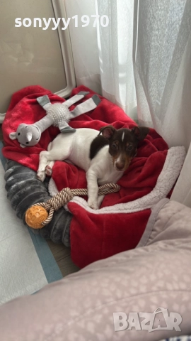 БЕБЕ ДЖАК РЪСЕЛ ТРИ ЦВЯТА УНИКАТ С ПАСПОРТ 2710251539, снимка 2 - Джак ръсел териер - 52199612