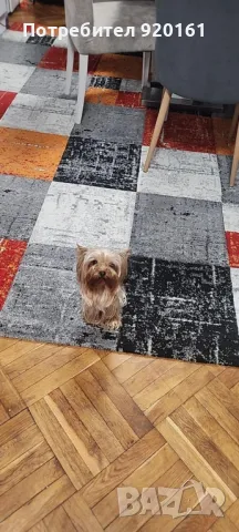 Мини Йорки за разплод, снимка 2 - Йоркширски териер - 49604839