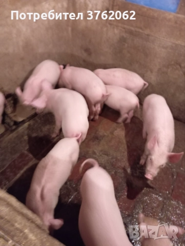 Малки прасета, снимка 2 - Прасета - 52323388