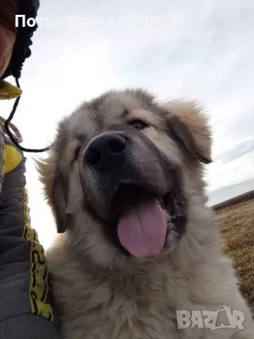 Кавказки овчарки , снимка 2 - Кавказка овчарка - 46973377