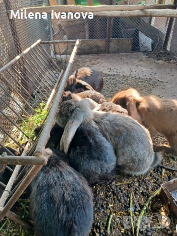 Зайци - порода Кочоват