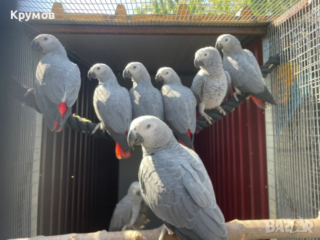  Продавам папагали Жако (African Grey Parrot), снимка 5 - Папагали - 51531679