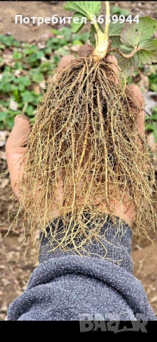 Предлагам био расад ягуди, снимка 5 - Разсади - 53687888