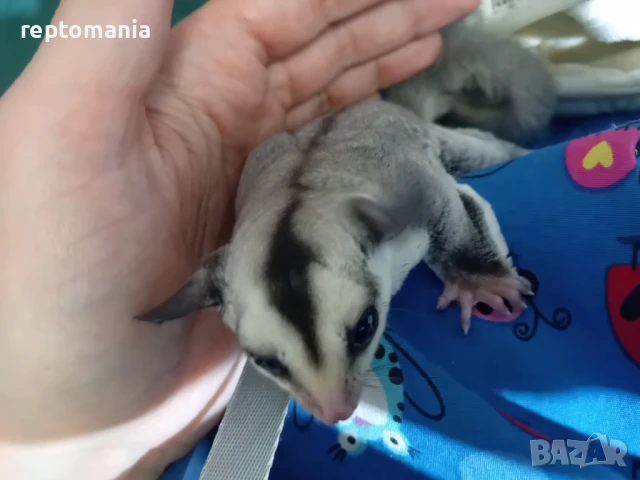 Захарна торбеста летяща катеричка, снимка 1