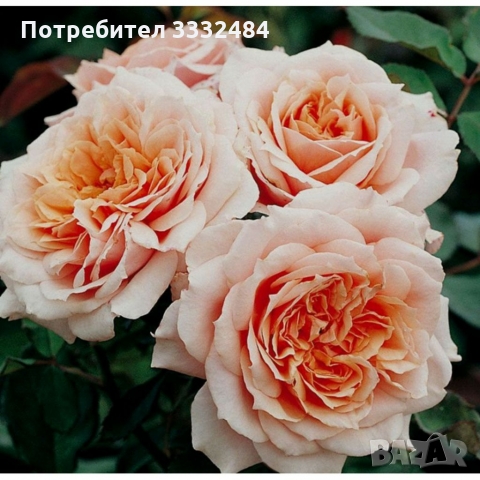 Роза 22, снимка 1 - Градински цветя и растения - 36093428