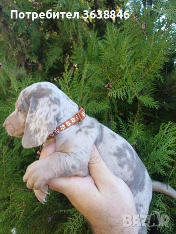 Мини дакел , снимка 2 - Дакели - 52327776