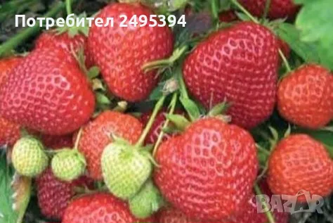 Prodavam koreni celogodishni qgodi Nov sort Fragaria, снимка 6 - Разсади - 47804675
