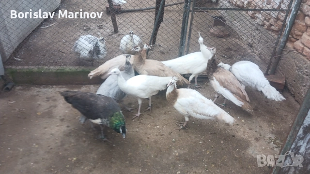 Пауни, снимка 4 - други­ - 52431762