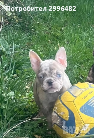Френски булдог , снимка 4 - Френски булдог - 52567202