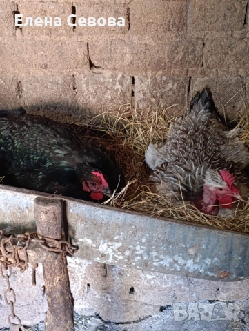 яйца за люпене от Съсекс и голошийки и качулати , снимка 4 - Кокошки и пуйки - 53723134
