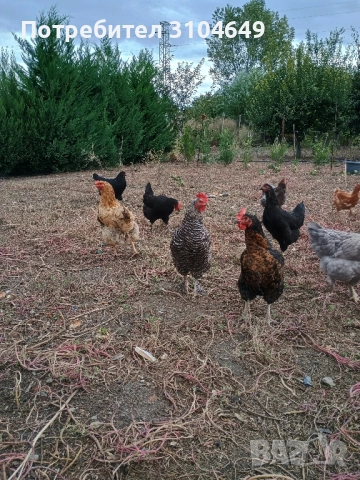 Кокошки, снимка 6 - други­ - 51939883