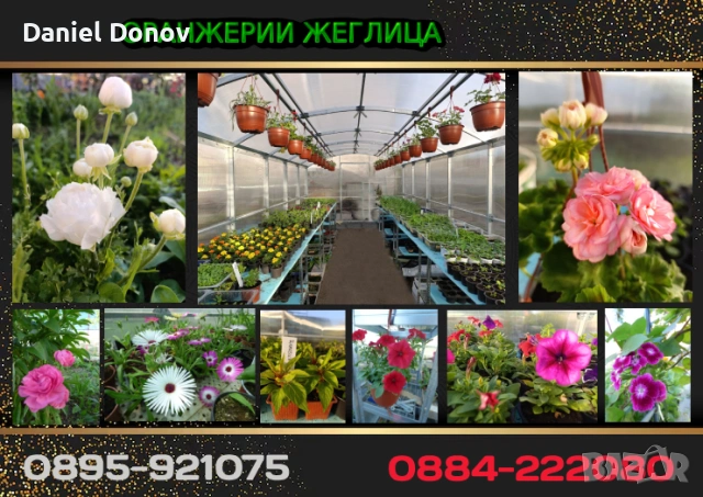 Домат ЧЕРВЕН ГИГАНТ + още над150 сорта домати, снимка 12 - Разсади - 53716352