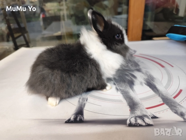 Декоративно зайче / заек, снимка 4 - Декоративни зайчета - 48443654