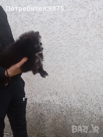 Продавам померан, снимка 4 - Померан - 52403193