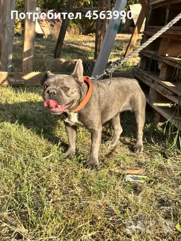 Jenski frenski buldog, снимка 3 - Френски булдог - 55878135