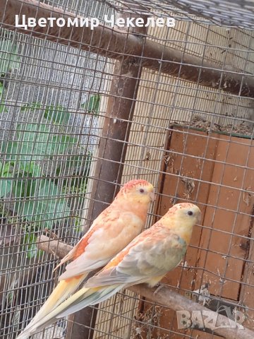 Пойни папагали- 1 мъжки, снимка 2 - Папагали - 41875008