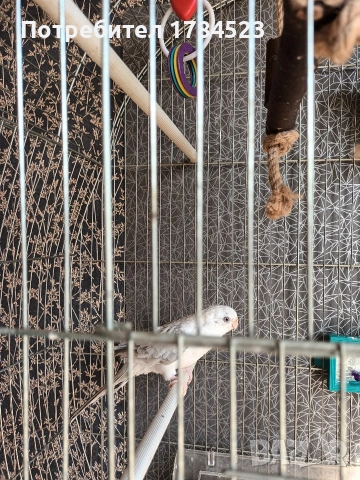 Женски пойни папагали 2025г, снимка 5 - Папагали - 53632541