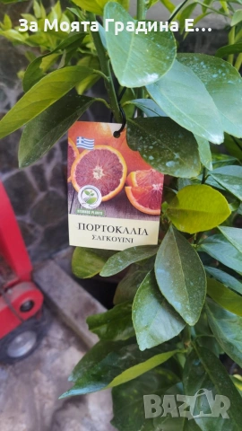 Цитрусови растения 8 вида – Лимон , Портокал , Мандарина, Грейфрут  , снимка 10 - Градински цветя и растения - 53623168