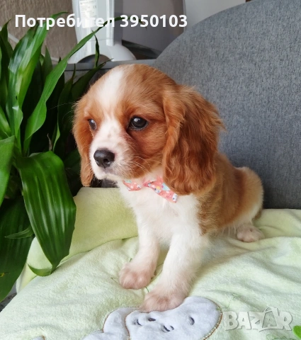 Кавалер Кинг Чарлз шпаньол момиченца, снимка 9 - Кавалер кинг чарлз шпаньол - 53535164