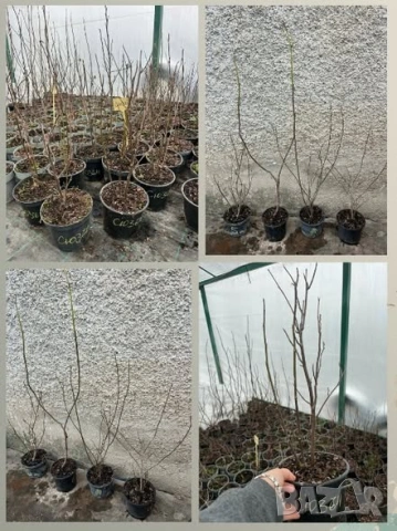 Магнолии, снимка 2 - Градински цветя и растения - 53483767