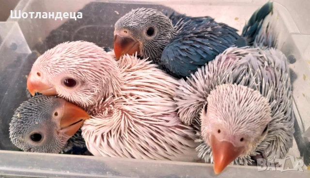 Папагали малък Александър-социални, снимка 1
