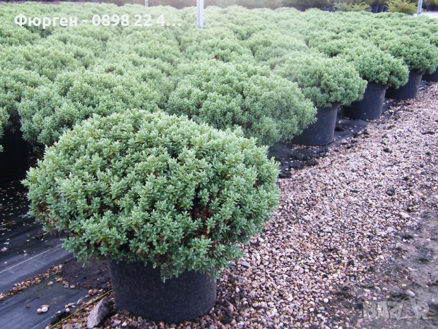 Хебе - зелено (Hebe pungifolia) Цена 7лв, снимка 2 - Разсади - 42644064