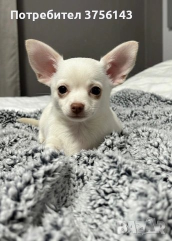 Прекрасно Мъжко Чихуахуа , снимка 3 - Чихуахуа - 53638466